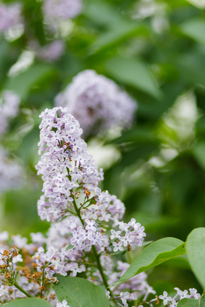 Spring flowering lilac. Blooming purple lilac flowers. Natural spring background - Valokuva, kuva