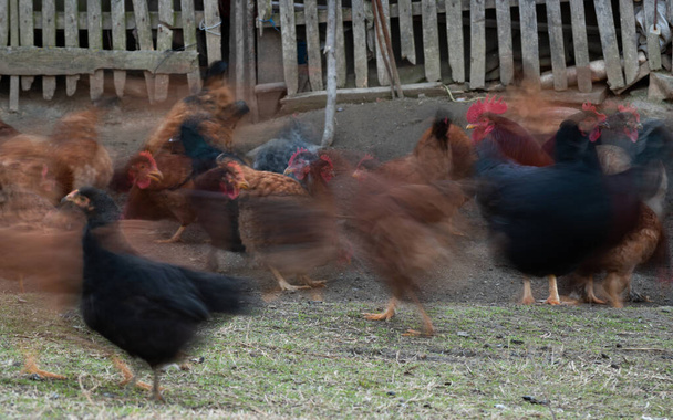 Troupeau de poulets ou de poules domestiques dans la cour de ferme en face de la grange en exposition prolongée - Photo, image