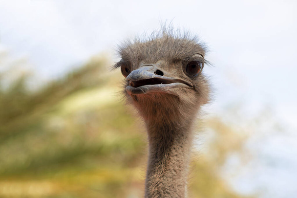 Close up of African Ostrich bird head on the blur bright background. - Фото, зображення