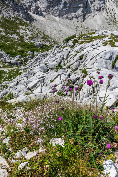 Mount Canin plateau. Karst garden. Between rocks, flowers, nature view  - Valokuva, kuva