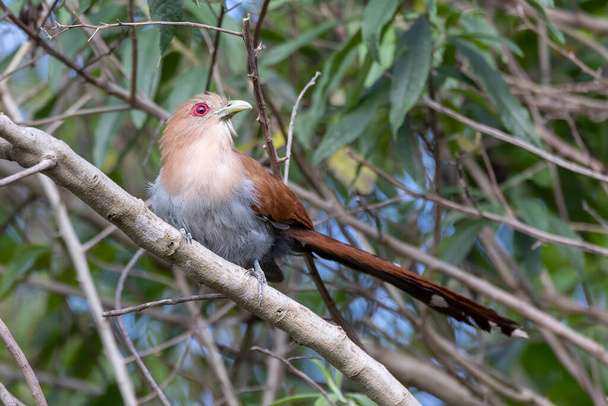 A Squirrel Cuckoo also know Alma de Gato or Cuco Ardilla perched on a branch. Species Piaya cayana.  Animal world. Bird lover. Birdwatching. Birding. - Photo, Image