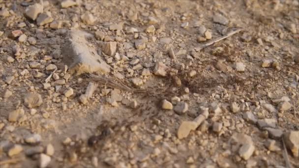 Hormiga camino en el suelo
 - Imágenes, Vídeo