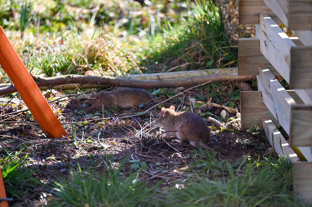 Kahverengi kahverengi fareler (Rattus norvegicus) bahçedeki ahşap bir komposterin yanında - Fotoğraf, Görsel