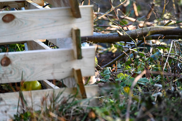 Kahverengi kahverengi bir sıçan (Rattus norvegicus) bahçedeki ahşap bir komposterin yanında - Fotoğraf, Görsel