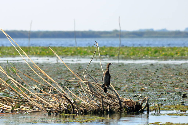 European Cormorant in Danube Delta - Photo, Image