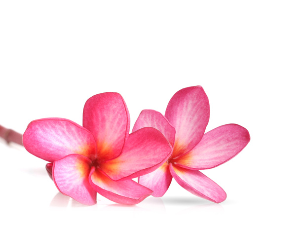 flor de frangipani isolada
  - Foto, Imagem
