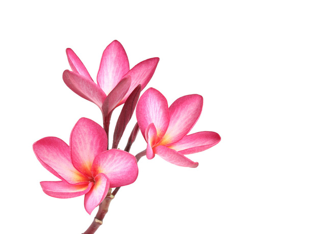 izole frangipani çiçek  - Fotoğraf, Görsel