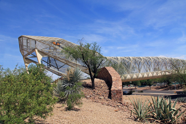 Çıngıraklı yılan köprü Tucson Arizona - Fotoğraf, Görsel
