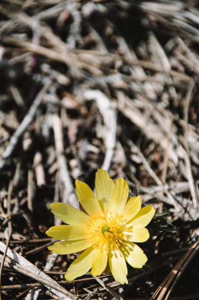 Kirkkaan keltainen adonis kukka lähellä alkukeväästä metsässä. Söpöt pienet esikarit metsässä. Aurinkoinen kevät - Valokuva, kuva