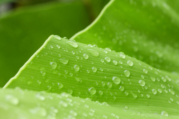 Зелений лист з краплями води
 - Фото, зображення
