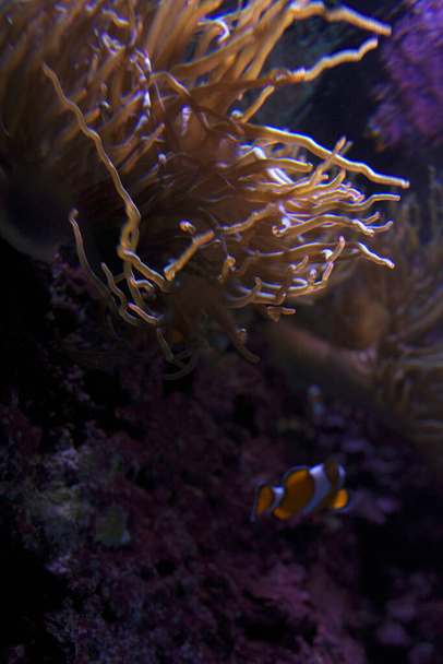 Aquatic life in an aquarium - Photo, Image