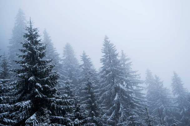 Forest covered of snow, winter season, Transfagarasan road, Romania. - Φωτογραφία, εικόνα