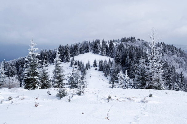 Grecului valley seen from the Grecul peak. Winter landscape between Azuga and Grecul peak towards Gura Diham chalet. Romania. - Foto, Imagen