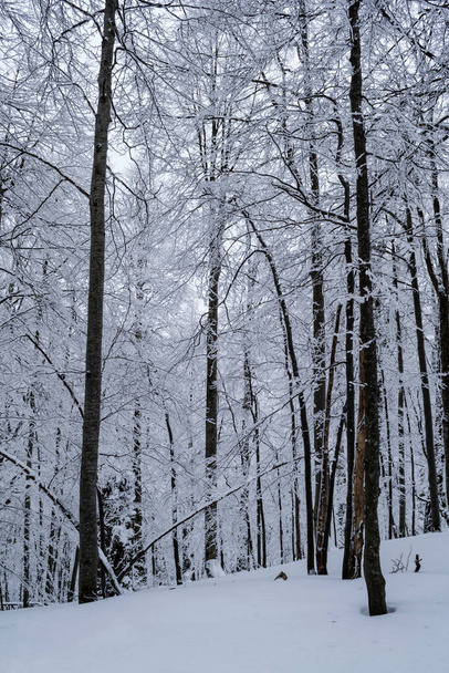Road to Saua Baiului. Winter landscape between Azuga and Gura Diham cottage. Romania. - Foto, afbeelding