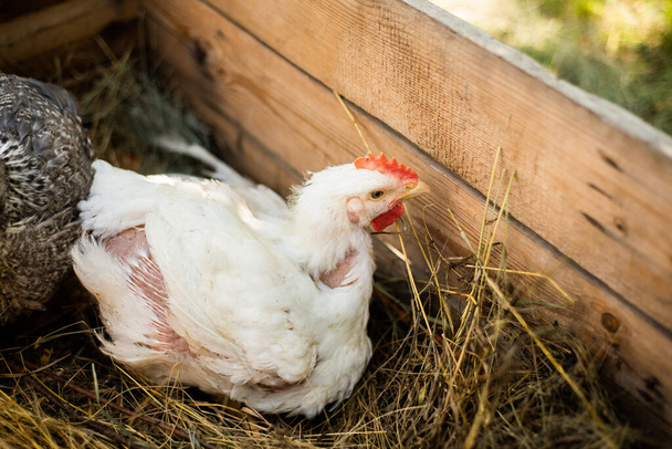 Een kip op een boerderij in een hok. Levende kippenboeren in het dorp. Kippenboerderij. Kippen die over het gras en het gazon lopen. Binnenlandse productie van kippen - Foto, afbeelding