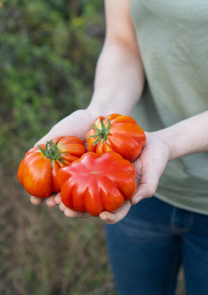 Woman holds in his hands large juicy red Costoluto Genovese tomato. Organic fresh produce on sale at the local farmers market. Gardening and agriculture concept. Farmer worker hands seller seeds - Photo, Image