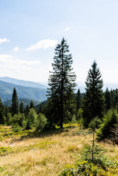 Krajina z cesty do Groapa Ruginoasa, přírodní rezervace v pohoří Apuseni. Bihor County, Rumunsko. - Fotografie, Obrázek