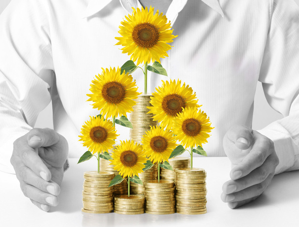 Соняшник і монети Концепція зростання грошей
 - Фото, зображення