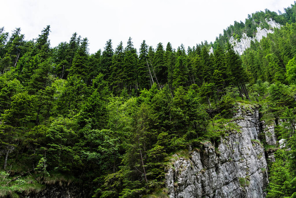 Zanoagei gorges in Carpathians mountains. Romania, Europe. - Φωτογραφία, εικόνα