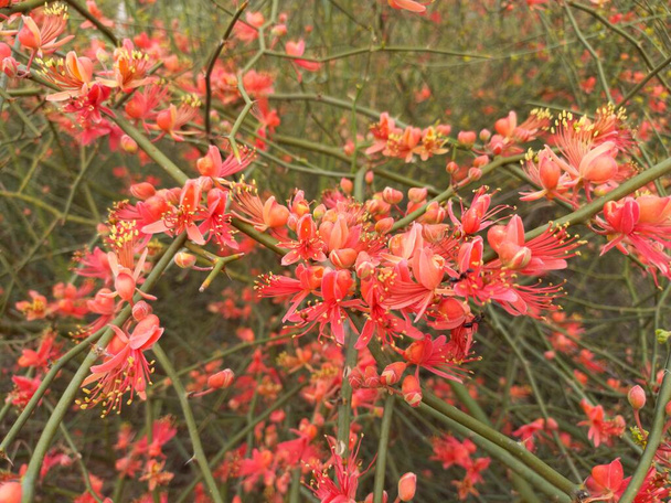 Nombre de la planta es ker, kair, teent, Rajasthan, India  - Foto, imagen