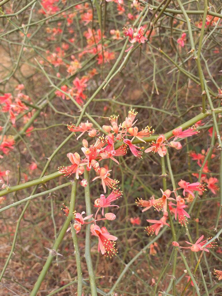 Plant name is ker,kair, teent,Rajasthan, India  - Photo, Image