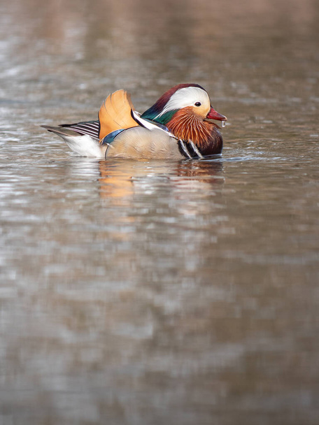 Plavání mandarínské kachny - Fotografie, Obrázek