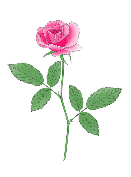 Watercolor painting of pink rose floral with leaves and stalk on white background. - Zdjęcie, obraz