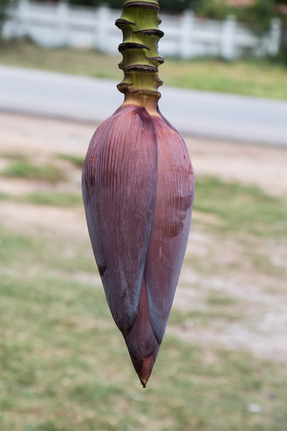 Цветок банана
 - Фото, изображение