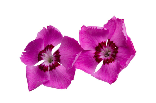 perennial carnation flower isolated on white background  - Photo, Image
