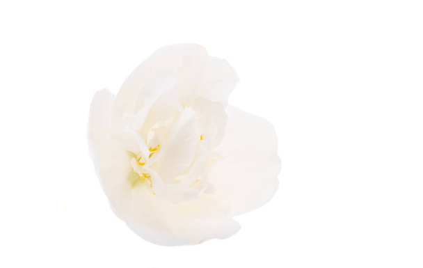 jasmine flower isolated on white background  - Zdjęcie, obraz