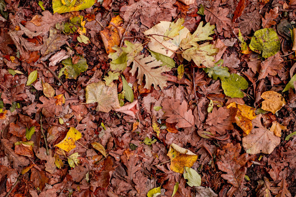 Background of colorful autumn leaves on forest floor - Photo, Image