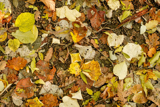 Fond de feuilles d'automne colorées sur le sol de la forêt - Photo, image