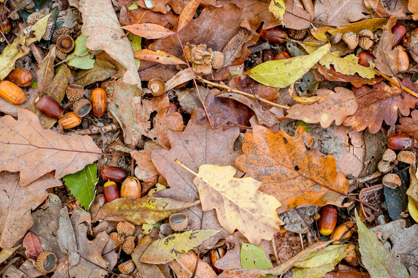 Orman zemininde renkli sonbahar yapraklarının arka planı - Fotoğraf, Görsel