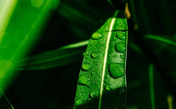 краплі води на фікусовому листі
 - Фото, зображення