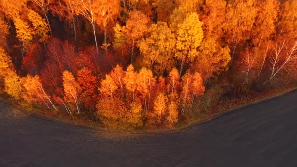 Fantastisch herfstbos gloeit in het zonlicht vanuit vogelperspectief. Gefilmd in 4k, drone video. - Video