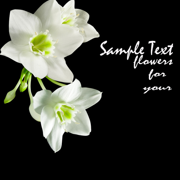 Flowers white - Foto, Imagen