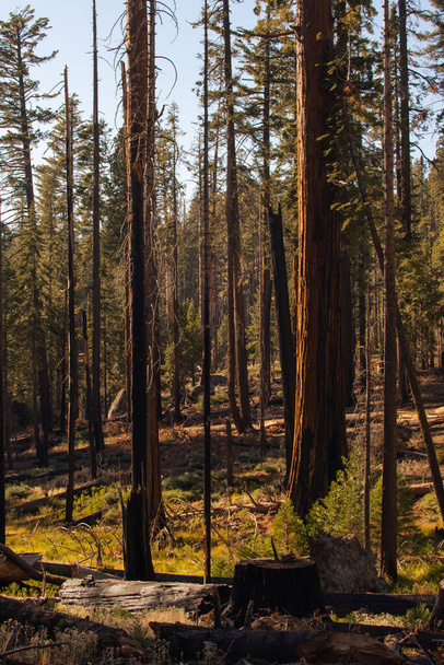 Autumnal landscape from Yosemite National Park, California, United States. High quality photo - Photo, Image