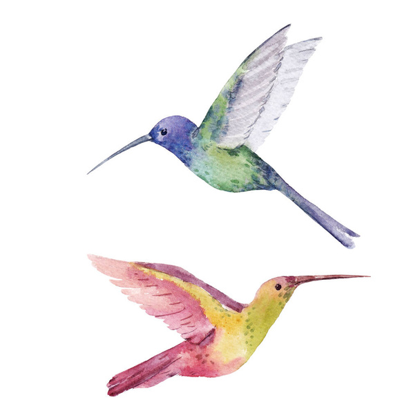 Beautiful stock illustration with two cute watercolor hand drawn hummingbirds. Colibri birds. - Фото, зображення