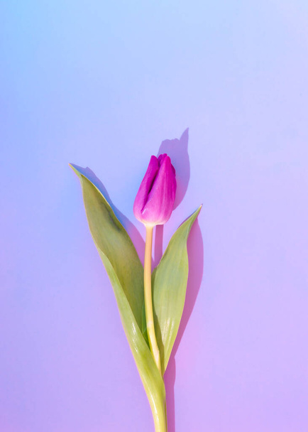 Purple vibrant colorful tulip flower on a purple blue background. Spring visual still life concept. Violet aesthetic nature flower. - Foto, Imagem