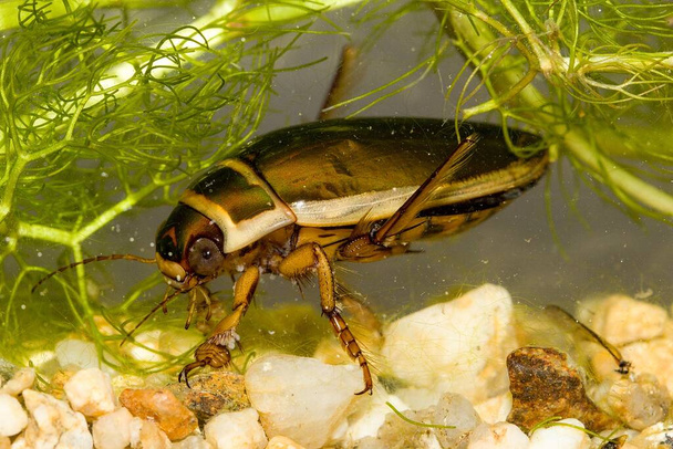 The diving beetle (Dytiscus dimidiatus) male at the underwater habitat - Photo, Image