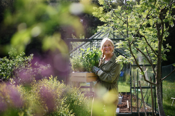 Feliz jardinero senior mujer sosteniendo regadera en invernadero en el jardín. - Foto, imagen
