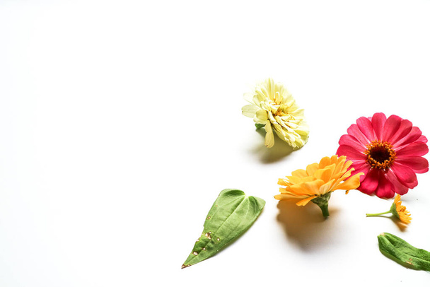 Beautiful zinnia flower composition on white background isolated. Flat lay, top view, copy flat still life. - Φωτογραφία, εικόνα