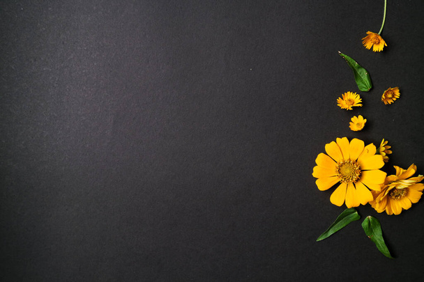 Yellow zinnia flower in flat lay arrangement on black background isolated. Flat lay, top view, empty space for copied text. - Valokuva, kuva