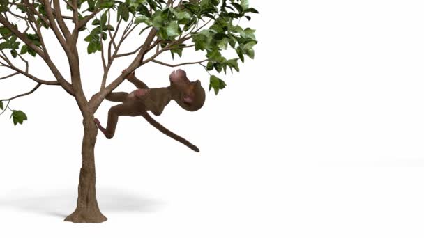 mono en el árbol - Metraje, vídeo