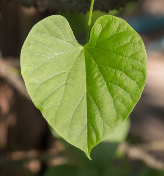 Green leaf heart shaped   - Zdjęcie, obraz