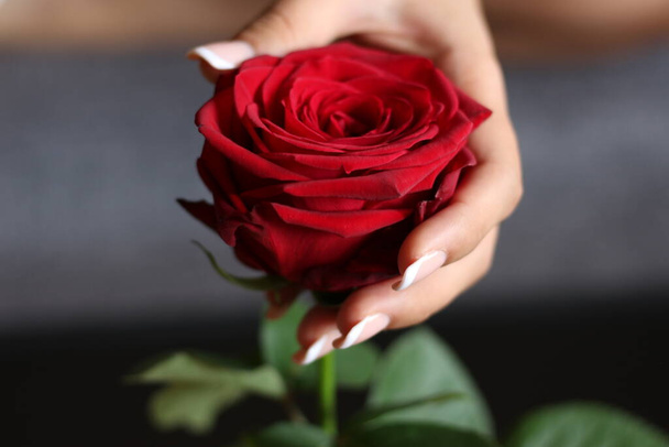 Руки девушки держат бутон розы. Международный день роз - 21 мая - Фото, изображение