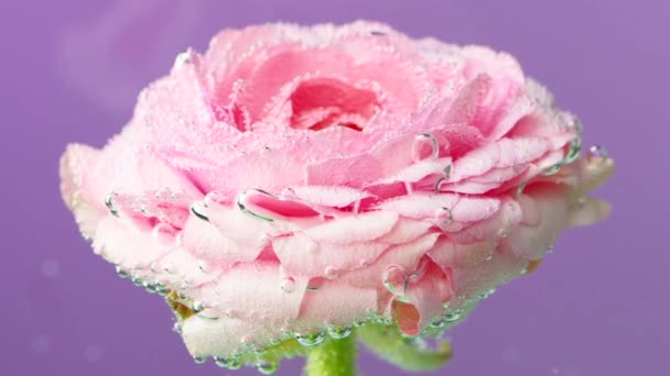 Fond violet. Images d'archives. Une belle rose délicate sur un fond lumineux sur lequel de petites gouttes d'eau oscillent légèrement . - Séquence, vidéo