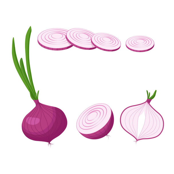 Fresh red onion with green leaf in cartoon style. Vector whole and parts useful onion isolated on a white background. - Vector, imagen