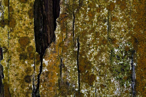 Beautiful wood grain. Wood background. Wood grain pattern texture background - Fotó, kép