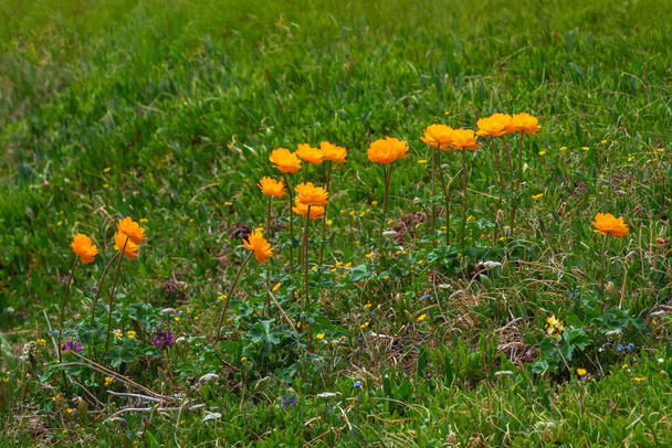 Selective focus. Nature of Altai mountains: sunny group of flowers Trollius Asiaticus with copy space on greenery. Beautiful orange flowers of globeflower close up. Green Alpine plateau.  - Photo, Image